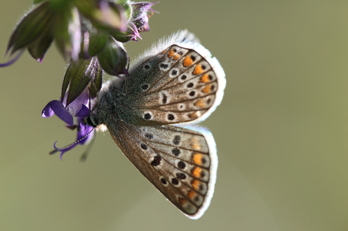 Lycaenidae da determinare